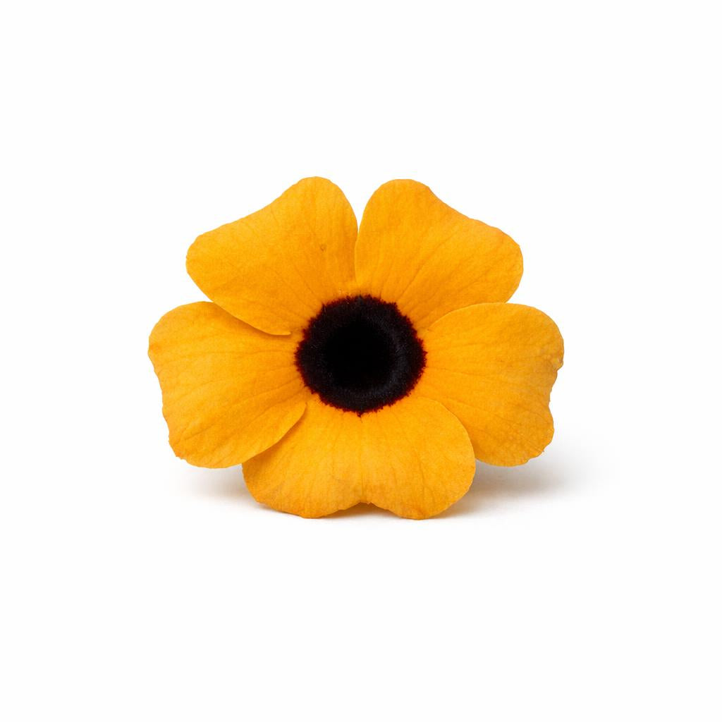 77436 - Thunbergia Extrakt