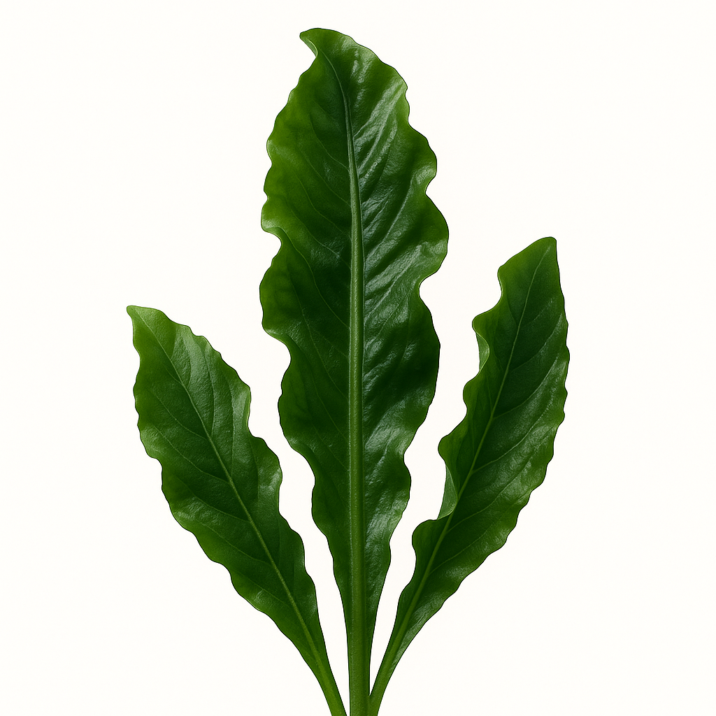 Wakame Extrakt Pulver (Undaria pinnatifida) in hochwertiger Qualität – reich an Fucoxanthin, Mineralstoffen und Antioxidantien. Ideal für Nahrungsergänzungsmittel, funktionelle Lebensmittel und Superfood-Mischungen. Unterstützt Stoffwechsel, Immunsystem und allgemeine Vitalität. Das vegane Algenpulver ist nährstoffreich und vielseitig einsetzbar. Aplantis ist Großhändler für Wakame Extrakt und bietet dieses Premiumprodukt im B2B-Großhandel für Händler und Wiederverkäufer zum Kaufen an. Hochwertiges, gesunde