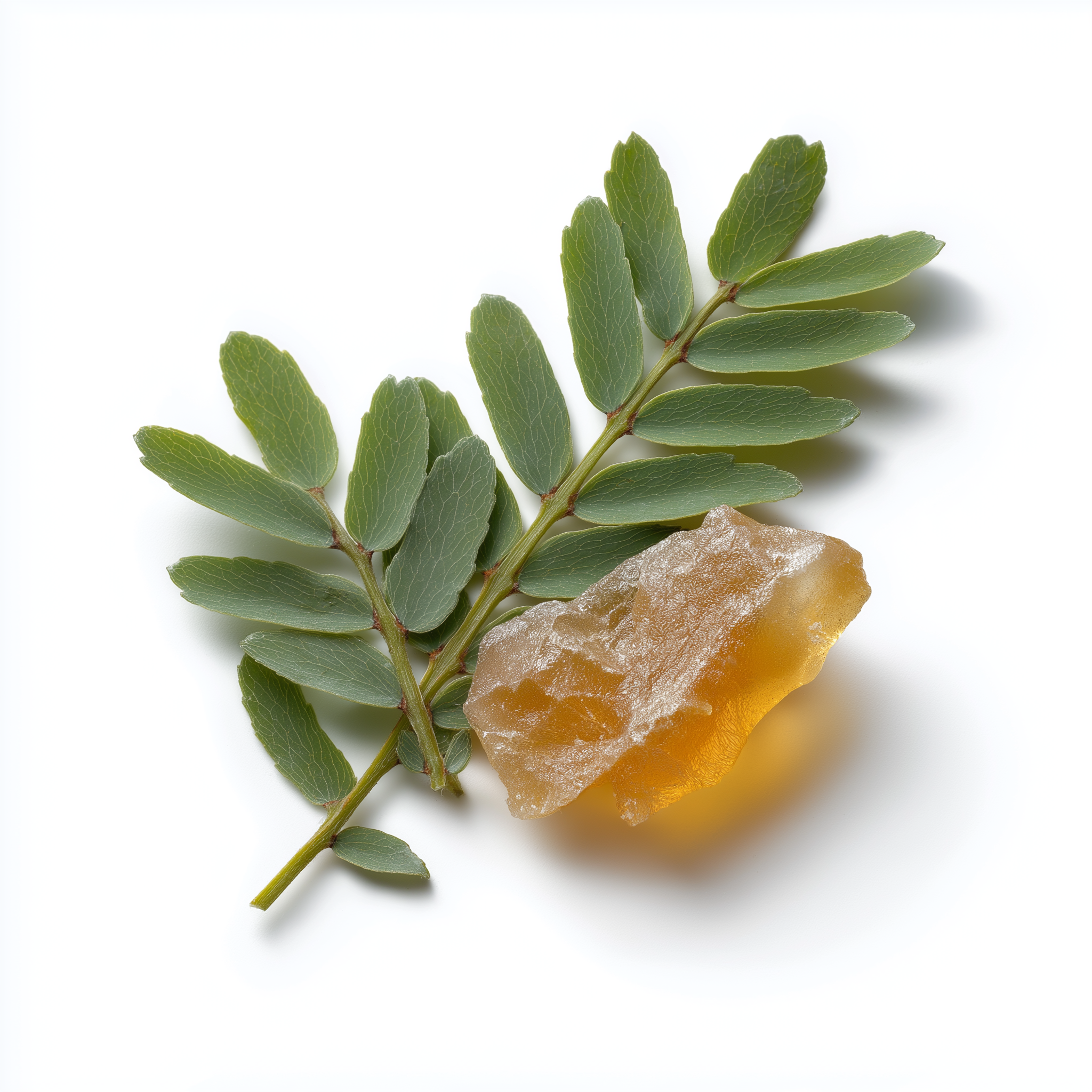 Bio Akazienfaser Pulver aus Acacia senegal/Gum Arabic, feines helles Ballaststoffpulver für Nahrungsergänzungen und Lebensmittelanwendungen. Aplantis bietet diesen Bio Akazienfaser Pulvert als Großhändler im B2B-Bereich für Nahrungsergänzung und Superfood-Produkte an.