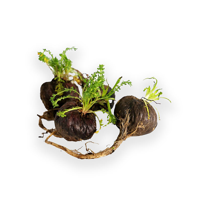 Bio Maca Pulver (gelb)